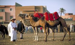 Marrakesch Kamele