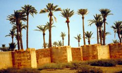 Marrakesch Palmen