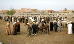 Marrakesch Pferdemarkt