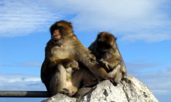 Gibraltar - Affen