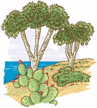 Die Insel La Palma ist mit vielen Pflanzen bewachsen