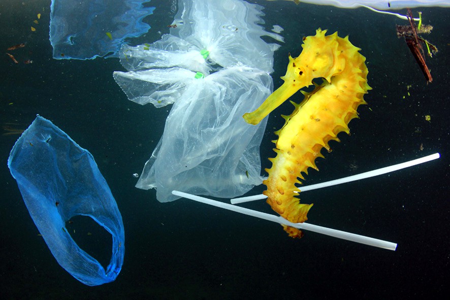 Meeresverschmutzung durch Plastik