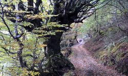 Route 4 - Bergrouten - Route durch den Wald von Moal