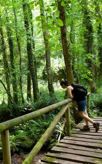 Brücke in einem Wald in Asturien